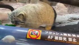 俄罗斯网红抖音吃瓜,揭秘网红圈幕后故事 第1张 俄罗斯网红抖音吃瓜,揭秘网红圈幕后故事 第1张